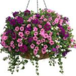 hanging basket